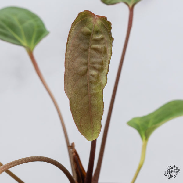 Anthurium 'Tropiflora Delta' x Antolakii (Formerly BVEP) (wk35-B)