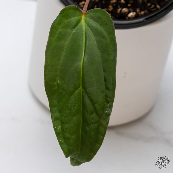 Anthurium 'Tropiflora Delta' x Antolakii (Formerly BVEP) (wk35-B)