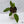 Anthurium 'Tropiflora Delta' x Antolakii (Formerly BVEP) (wk35-B)