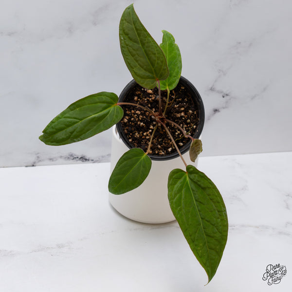 Anthurium 'Tropiflora Delta' x Antolakii (Formerly BVEP) (wk35-B)