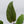 Anthurium 'Tropiflora Delta' x Antolakii (Formerly BVEP) (wk35-B)