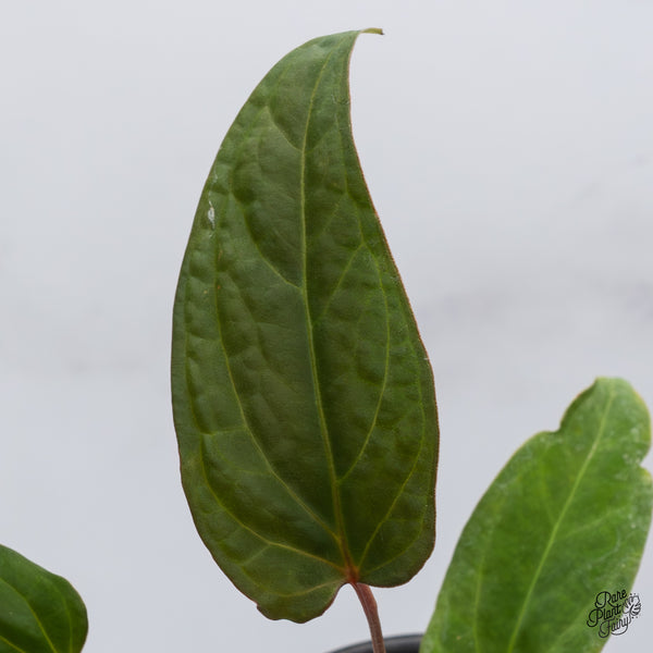 Anthurium 'Tropiflora Delta' x Antolakii (Formerly BVEP) (wk35-B)