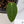 Anthurium 'Tropiflora Delta' x Antolakii (Formerly BVEP) (wk35-B)