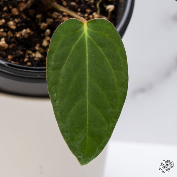 Anthurium 'Tropiflora Delta' x Antolakii (Formerly BVEP) (wk35-B)