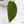 Anthurium 'Tropiflora Delta' x Antolakii (Formerly BVEP) (wk35-B)