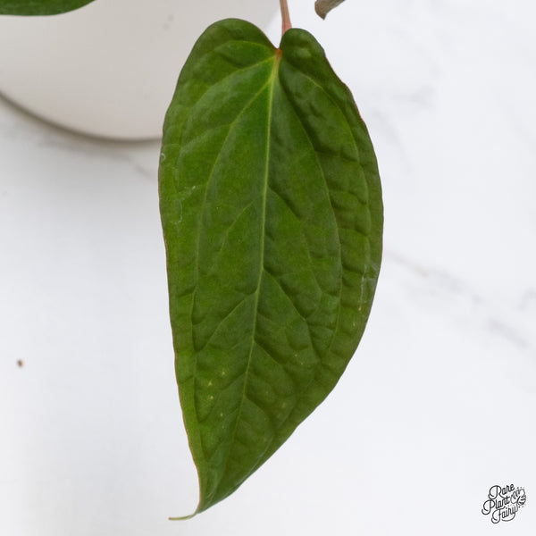 Anthurium 'Tropiflora Delta' x Antolakii (Formerly BVEP) (wk35-B)
