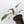 Anthurium 'Tropiflora Delta' x Antolakii (Formerly BVEP) (wk35-B)