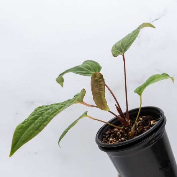 Anthurium 'Tropiflora Delta' x Antolakii (Formerly BVEP) (wk35-B)