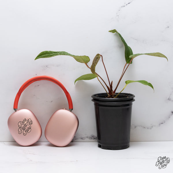 Anthurium 'Tropiflora Delta' x Antolakii (Formerly BVEP) (wk35-B)
