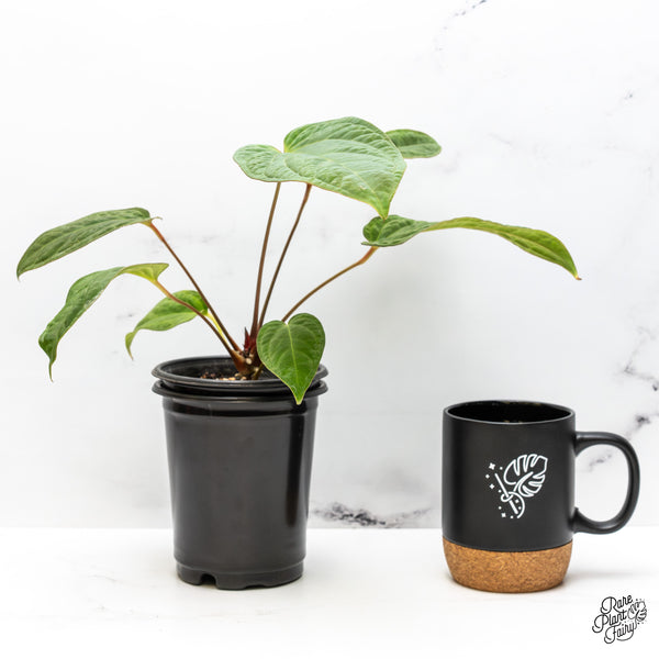 Anthurium 'Tropiflora Delta' x Antolakii (Formerly BVEP) (wk46-Q)