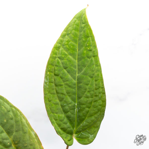 Anthurium 'Tropiflora Delta' x Antolakii (Formerly BVEP) (wk46-Q)