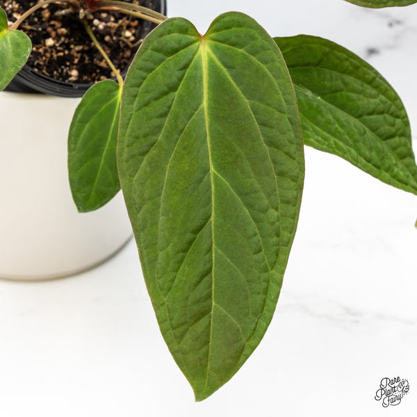 Anthurium 'Tropiflora Delta' x Antolakii (Formerly BVEP) (wk46-Q)