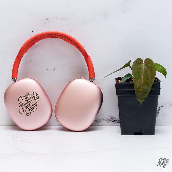 Anthurium 'Wuhoo's First Night' x self (wk34-B)