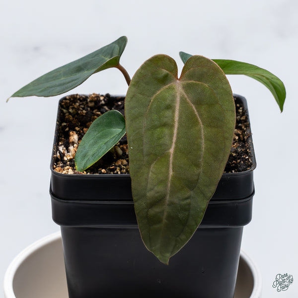 Anthurium 'Wuhoo's First Night' x self (wk34-B)