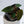 Anthurium 'Wuhoo's First Night' x self (wk34-B)
