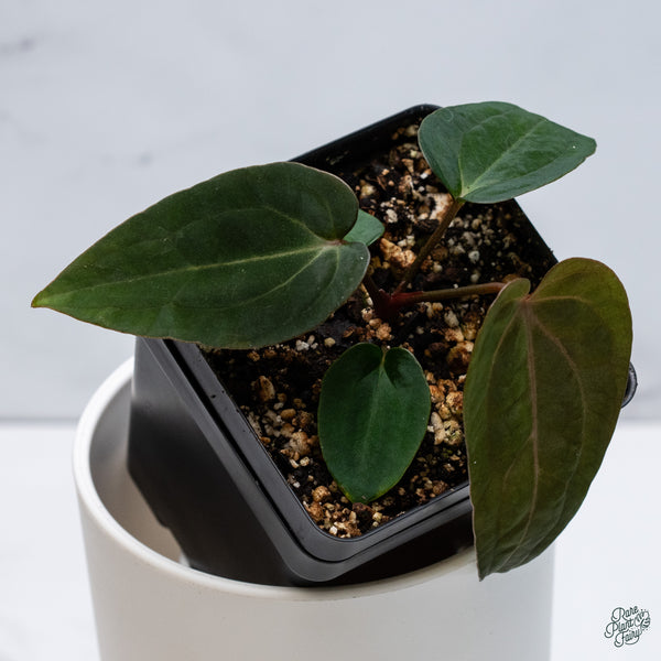Anthurium 'Wuhoo's First Night' x self (wk34-B)