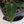 Anthurium 'Wuhoo's First Night' x self (wk34-B)