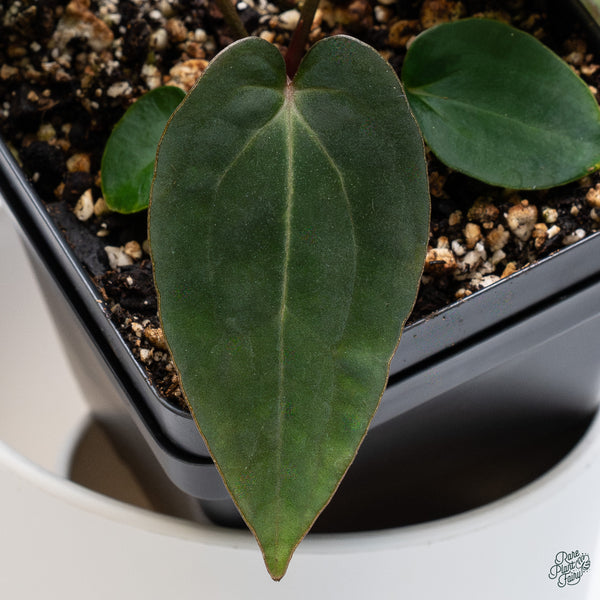 Anthurium 'Wuhoo's First Night' x self (wk34-B)