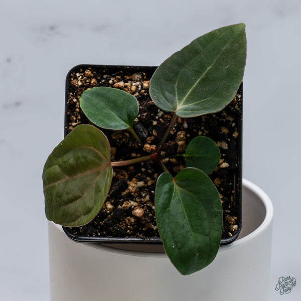 Anthurium 'Wuhoo's First Night' x self (wk34-B)
