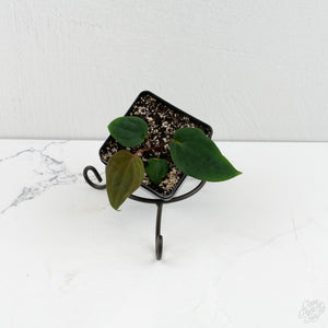 Anthurium 'Wuhoo's First Night' x Antolakii *Grower‚Äôs Choice*