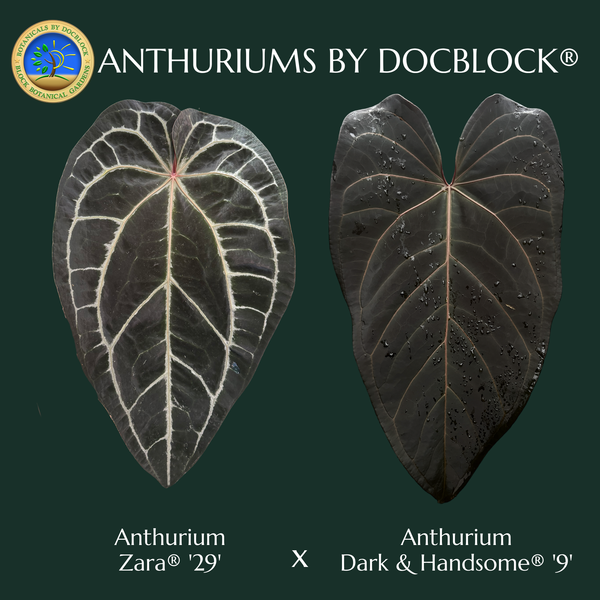 Anthurium Zara '29' x Dark & Handsome '9' by DocBlock® (wk48-R)