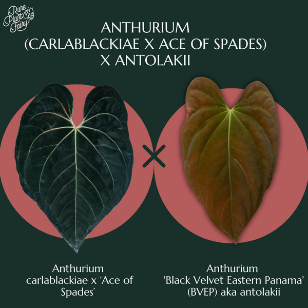 Anthurium (Carlablackiae x Ace of Spades) x Antolakii (Previously BVEP) *Wide Sinus* (wk32-A)