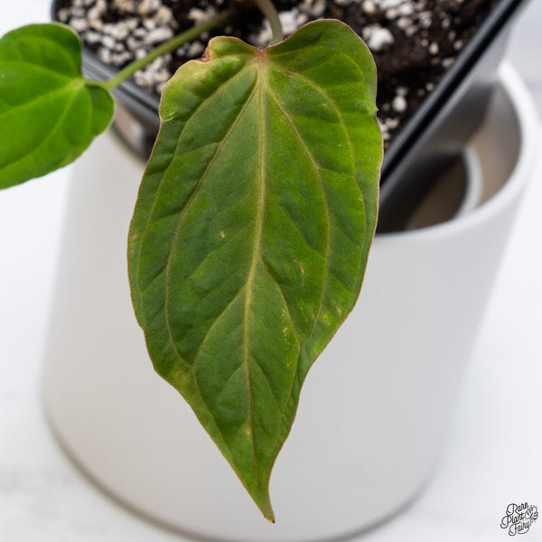 Anthurium (Carlablackiae x Ace of Spades) x Antolakii (Previously BVEP) *Wide Sinus* (wk32-A)