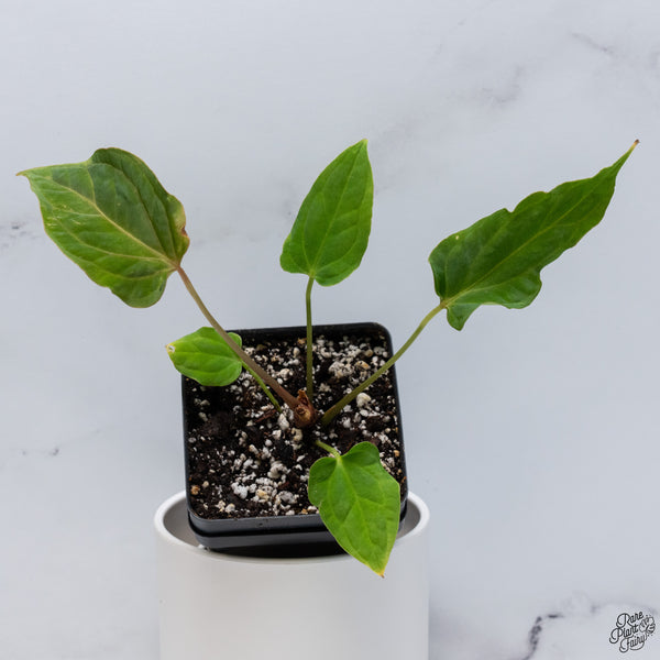 Anthurium (Carlablackiae x Ace of Spades) x Antolakii (Previously BVEP) *Wide Sinus* (wk32-A)