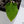 Anthurium (Carlablackiae x Ace of Spades) x Antolakii (Previously BVEP) *Wide Sinus* (wk32-A)
