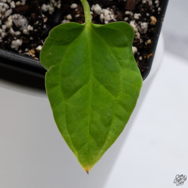 Anthurium (Carlablackiae x Ace of Spades) x Antolakii (Previously BVEP) *Wide Sinus* (wk32-A)