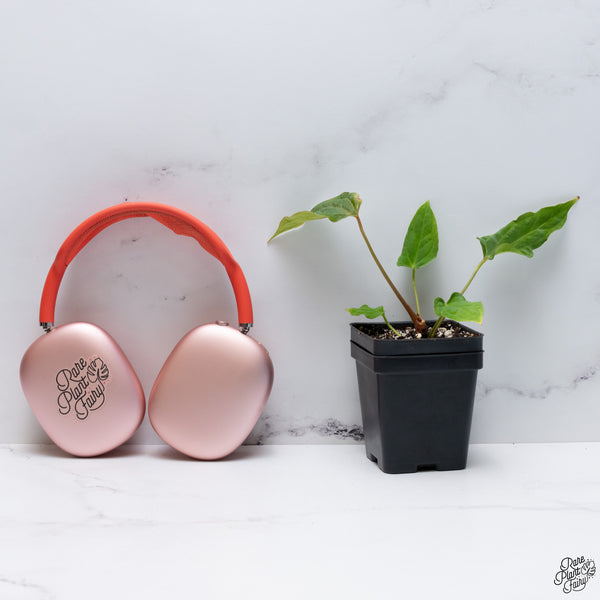 Anthurium (Carlablackiae x Ace of Spades) x Antolakii (Previously BVEP) *Wide Sinus* (wk32-A)