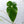 Anthurium Andraeanum Variegated Hybrid (wk34-F)