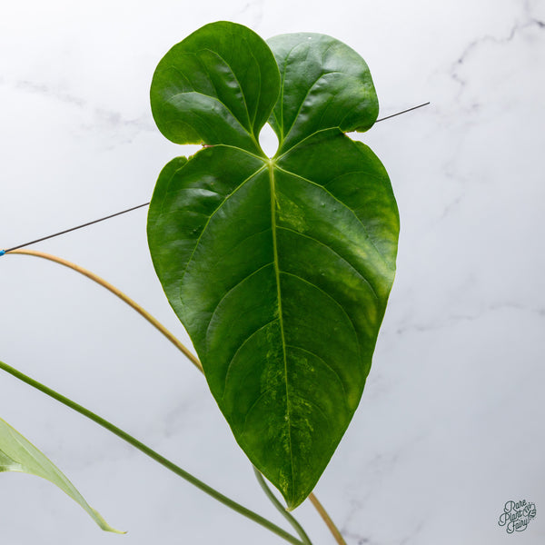 Anthurium Andraeanum Variegated Hybrid (wk34-F)