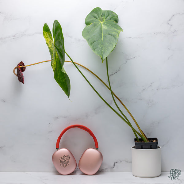Anthurium Andraeanum Variegated Hybrid (wk34-F)