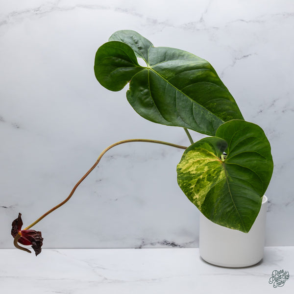 Anthurium Andraeanum Variegated Hybrid (wk34-F)
