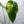 Anthurium Andraeanum Variegated Hybrid (wk34-F)