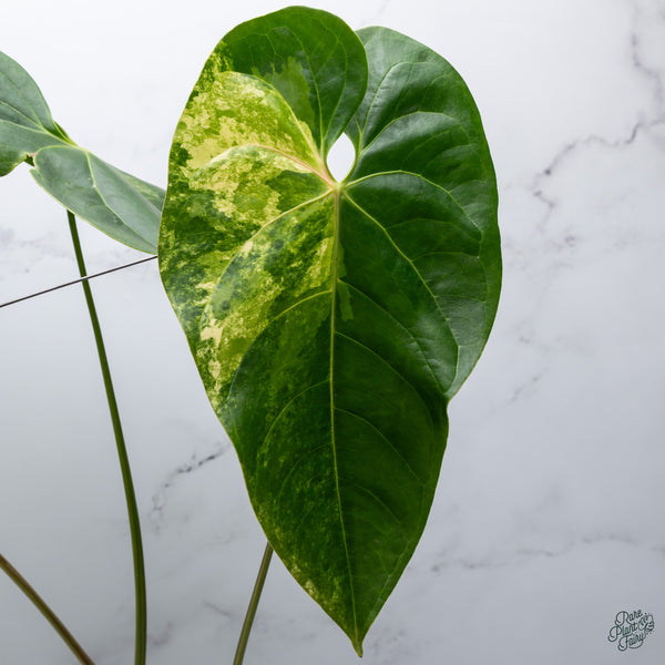 Anthurium Andraeanum Variegated Hybrid (wk34-F)