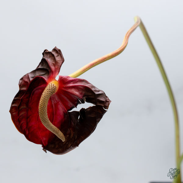 Anthurium Andraeanum Variegated Hybrid (wk34-F)