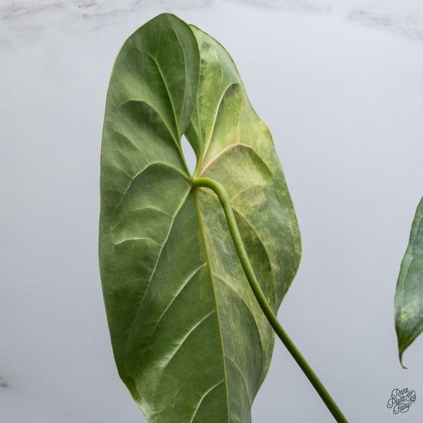 Anthurium Andraeanum Variegated Hybrid (wk34-F)