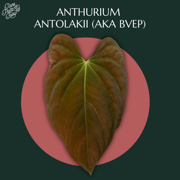 Anthurium antolakii (previously BVEP) *Grower's Choice*