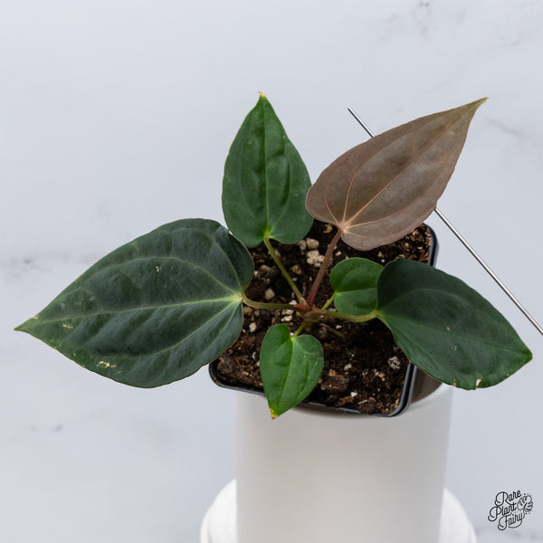 Anthurium Antolakii (Previously BVEP) x Carlablackiae (wk36-B)