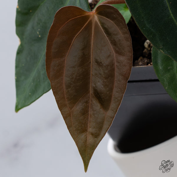Anthurium Antolakii (Previously BVEP) x Carlablackiae (wk36-B)