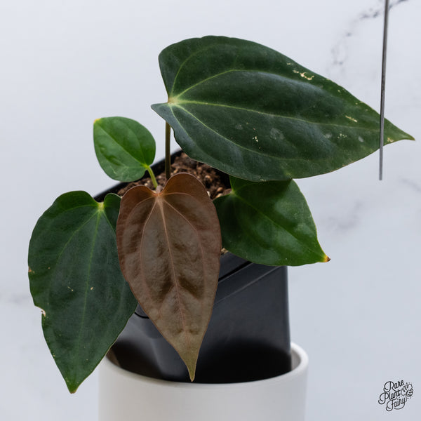 Anthurium Antolakii (Previously BVEP) x Carlablackiae (wk36-B)