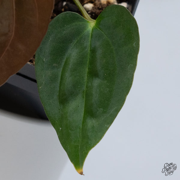 Anthurium Antolakii (Previously BVEP) x Carlablackiae (wk36-B)