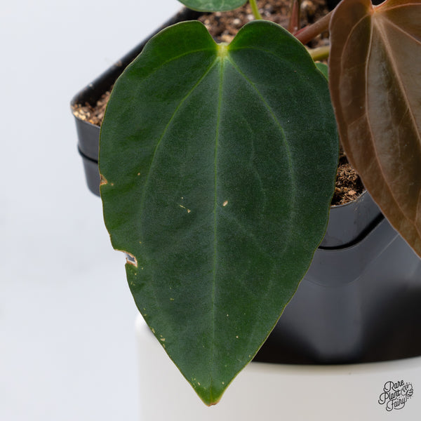 Anthurium Antolakii (Previously BVEP) x Carlablackiae (wk36-B)