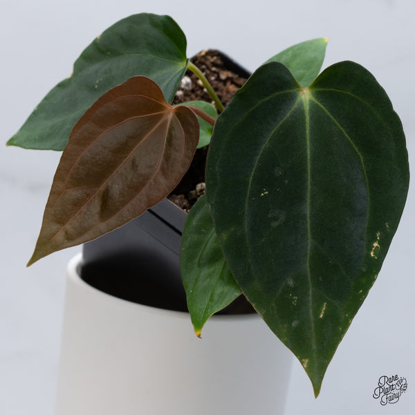 Anthurium Antolakii (Previously BVEP) x Carlablackiae (wk36-B)