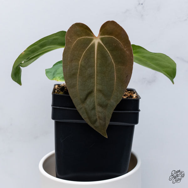 Anthurium Antolakii (Previously BVEP) x Carlablackiae (wk36-C)