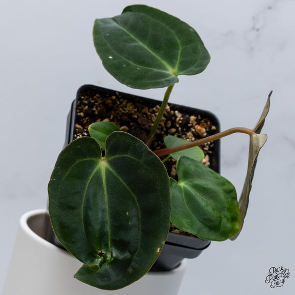 Anthurium Antolakii (Previously BVEP) x Carlablackiae (wk36-C)