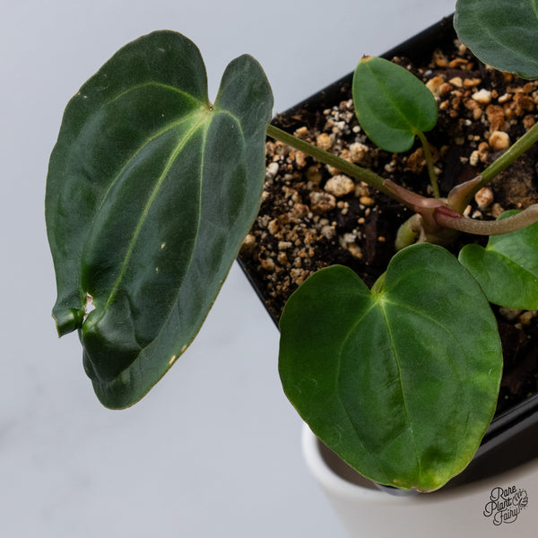Anthurium Antolakii (Previously BVEP) x Carlablackiae (wk36-C)