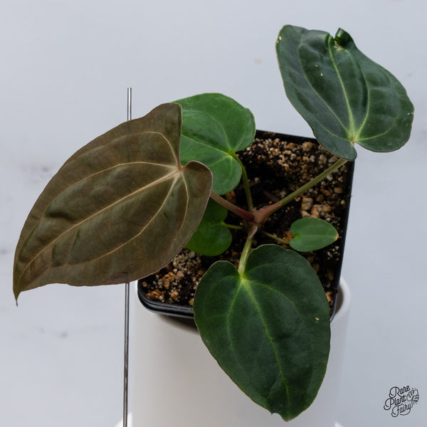 Anthurium Antolakii (Previously BVEP) x Carlablackiae (wk36-C)